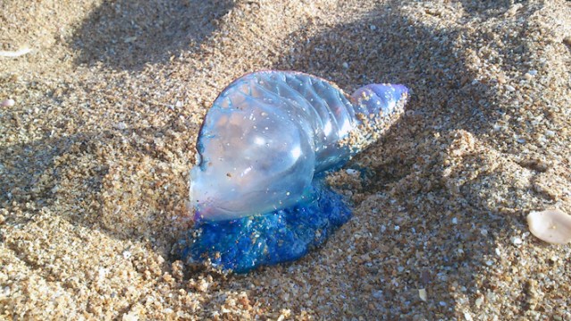 Caravela-portuguesa fotografada pelo PlanetAlgarve esta manhã na Praia das Belharucas, onde se avistam dezenas delas
