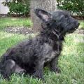 cairn_terrier
