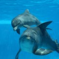golfinho_3