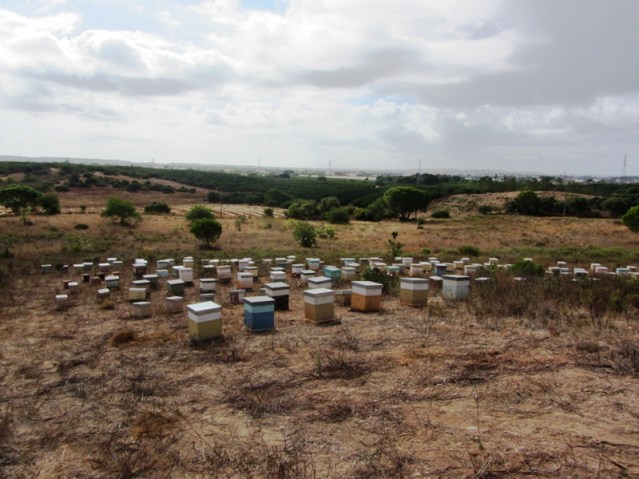 Algumas das colmeias apreendidas