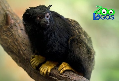 Saguim de mãos amarelas