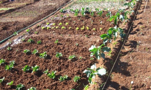 Agricultura familiar - São Brás de Alportel