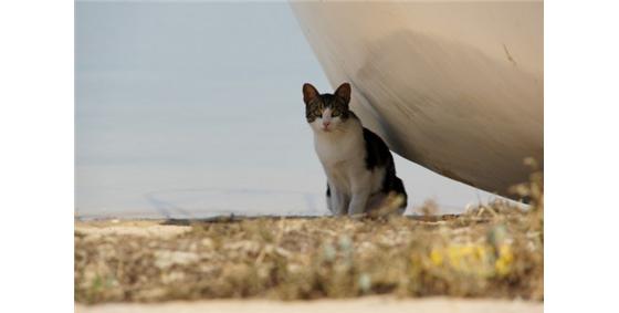 Gato errante na Praia de Faro