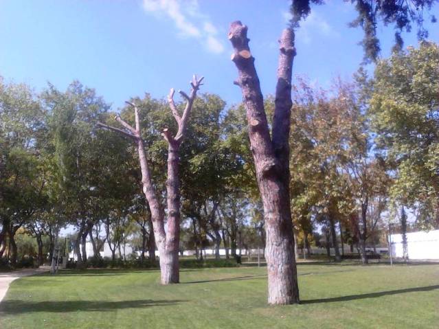 Pinheiros mansos - Parque Municipal de Loulé