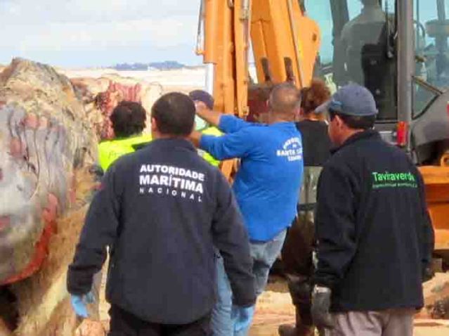 Operação de remoção da baleia