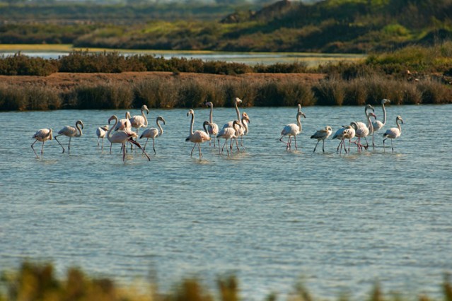Flamingos - foto Hélio Ramos