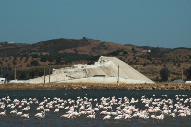 Sapal - Castro Marim