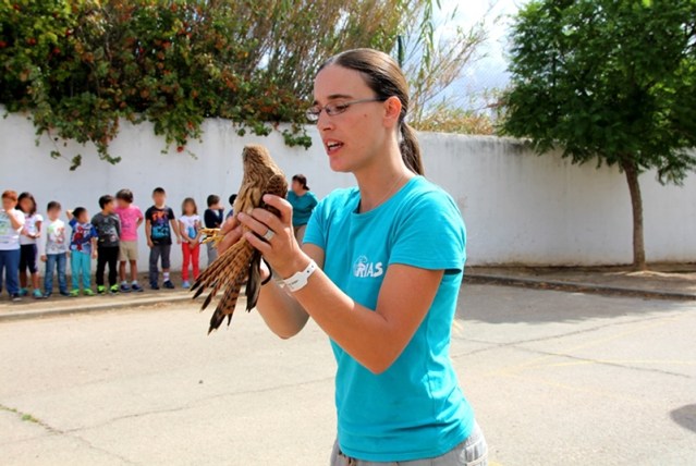 Libertação de peneireiro-vulgar
