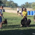 iron-dog_24