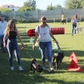 iron-dog_8